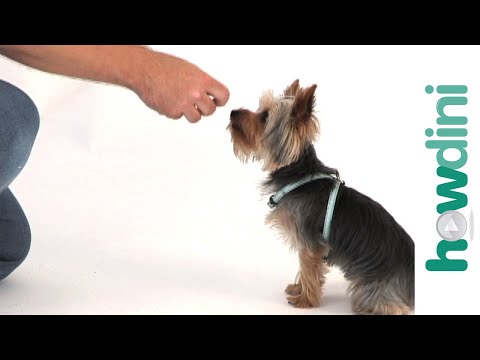 how to train morkies