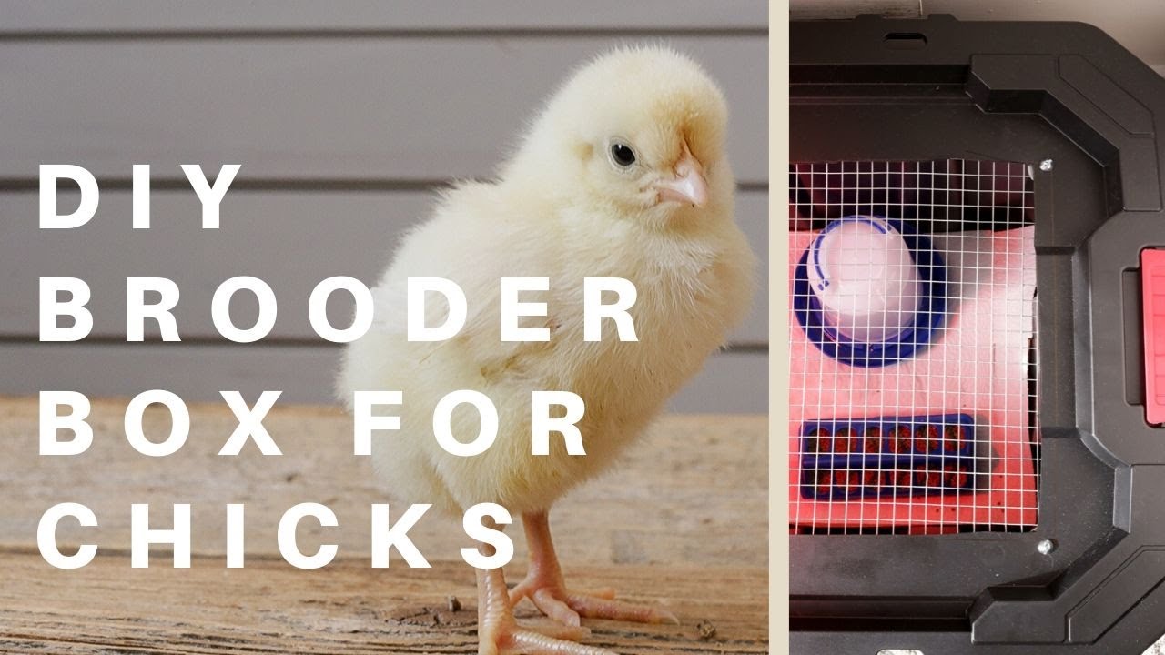 DIY Brooder Box + Getting Set up for Baby Chicks This Mamas Dance