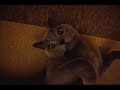 Jules le Chartreux, en plein effort physique