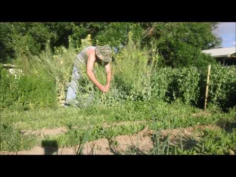 video-linktoworks-Cabbage Seed - Grow Your Own - Part 2