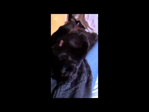 See video