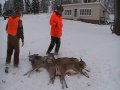 Straw's Buck