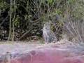Leopard and grown up cub in Chobe, Botswana (again)