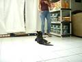 videos de Estella training progress
