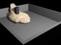 Test FumeFX nuage de poussiere Test FumeFX nuage de poussiere