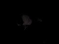 tookie pups 8