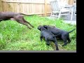 3 pitbull puppies 3 pitbull puppies