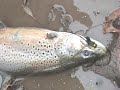 TROUT-FISHING-THANKS