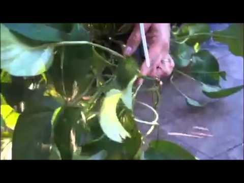 how to clip ivy to replant