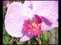 Flowers and orchids II Flowers and orchids II
