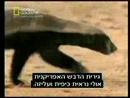 When Animals Attack