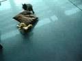 Affenpinscher video