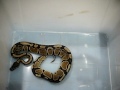 FEEDING ROYAL.wmv