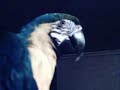 blue and gold macaw, joe