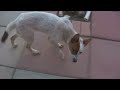 Fart Machine Puppy's Funny Reaction 