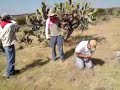 liberando a la liebre