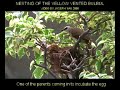Yellow-Vented Bulbul Nesting - Day 1