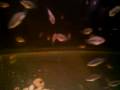 flowerhorn frys