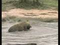 Hyenas 7 - Bathing After the Meal