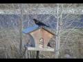 videos de More Boring Backyard Birds