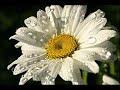 fkrmn-nce-gl-oguz-boran.html
