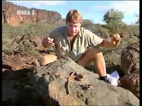 Kenia: Crocodile Hunter « Die schwarze Mamba » | [2/4 ...