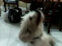 zizu brinkando(perrito) zizu brinkando(perrito)