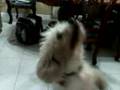 videos de zizu brinkando(perrito)
