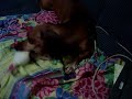 Penelope e a Ratinha Valente