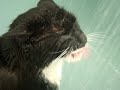 Cat drinks water from the shower