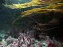 orgy of lobsters