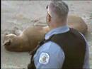 Cougar killed in Chicago: Daley Responds Video