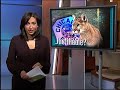 cougar killed in chicago: daley responds