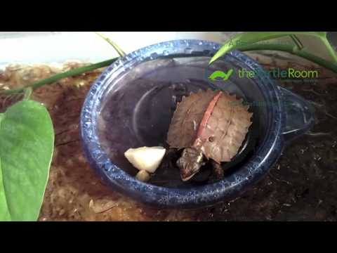 YouTube reptile video