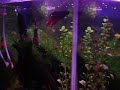 Meu primeiro aquário plantado.Esta com um Betta (temporário), 8 paulistinhas e 1 camarão fantasma. 