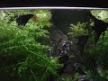 Ashz Aquarium
