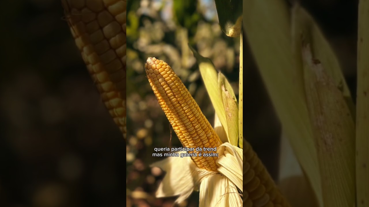 Galeria do Agro