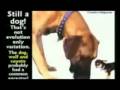 videos de Hovindism #1 pt2  Definition of Evolution - ExtantDodo