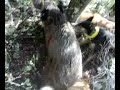 torrecilla en cameros  agarre en ribabellosa