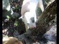 torrecilla en cameros  agarre en ribabellosa