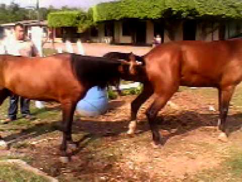 Apareamiento de Caballos