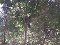 MADAGASCAR 4 - ISALO