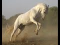 Some words about horses