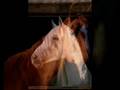 Some words about horses