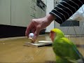 LoveBird ???????????????? LoveBird ????????????????