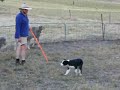 Flyboys meet sheep