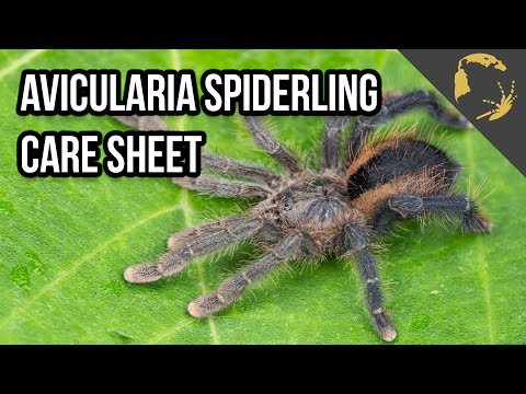 YouTube reptile video