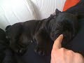 Emma french bulldog francese disturbata mentre dorme!