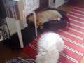 Sleeping Beuties!