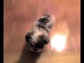 Mr. Happy Tail